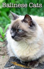She is a lovely lynx point with blue eyes. A Complete Guide To Balinese Cats The Long Haired Siamese Relative