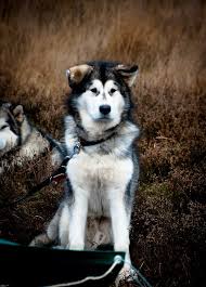 Alaskan malamute adalah salah satu ras anjing domestik terbesar yang sering bercampur dan bingung dengan siberian husky dan alaskan husky yang serupa, tetapi semuanya adalah ras yang sama sekali berbeda dengan penampilan yang cukup akrab. Alaskan Malamute Alaskan Dog Dog Trends Malamute Husky