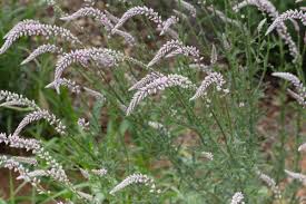 Image result for Hermbstaedtia scabra