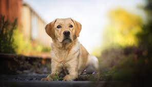 Follow the vibe and change your wallpaper every day! 1336x768 Labrador Retriever Hd Laptop Hd Hd 4k Wallpapers Images Backgrounds Photos And Pictures