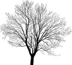 Black And White Pencil Drawings Of Trees Download Maple Young Tree Stock Photo Image 37168640 Oak Tree Drawings Tree Drawing Tree Drawings Pencil