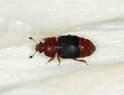 Image result for Carpodiptera