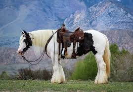 Gypsy vanners are popular on the internet for their flashy appearance and funny horse mustache. Harley D Troyer Auctioneers Inc
