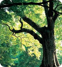 Cherry wood, with its smooth grain and shades of reddish brown, comes from the american black cherry fruit tree, prunus serotina, which is known as black cherry or. The Cherry Wood Tree Figuring It Out