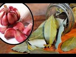 Pin On Bay Leaf