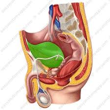 Image result for Bladder Anatomy