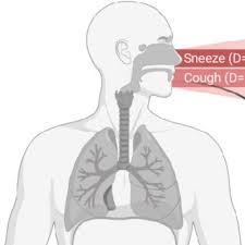 Which four body systems interact to allow a person to sneeze. Pdf Molecular Communications In Viral Infections Research Modelling Experimental Data And Future Directions