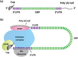 'there is a race to get the public vaccinated, so we are willing to take more risk.' Emergence Of Synthetic Mrna In Vitro Synthesis Of Mrna And Its Applications In Regenerative Medicine Sciencedirect