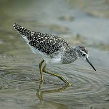 Image result for Tricalysia schliebenii