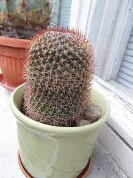 Why is my cactus leaning?!!? Leaning Mammillaria Cactiguide Com