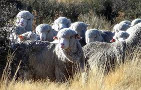 Learn about the nine facts about cashmere from naadam. Ccmi Labelling