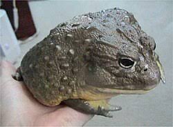 Image result for Pycreus africanus