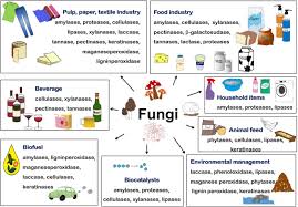 To use coffee machine with capsules bacteria cell labeled. The Amazing Potential Of Fungi 50 Ways We Can Exploit Fungi Industrially Springerlink