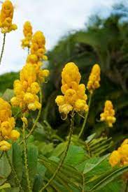 This Plant Is Popularly Known As A Christmas Candle Plant Because It Blooms Like This Only Around Christmas Time And Of Cou Candle Plant Yellow Candles Plants