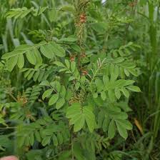Image result for Indigofera oxalidea