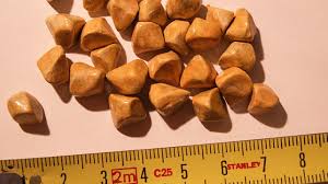 The pain of kidney stones are excruciating for some and others feel nothing, depending on the size of the stone. Gallstones Symptoms Causes Risks Treatment Diet More