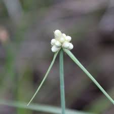 Image result for Vossia cuspidata