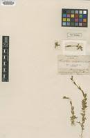 Image result for Cerastium octandrum