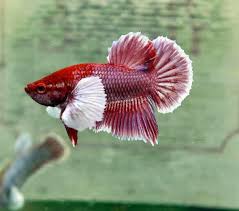 Please find below species available our stock: Betta Shop Kerala Tn Buy Betta Online Posts Facebook