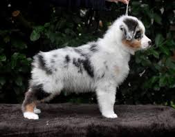 C'est un chien bien proportionné, avec des yeux en amande et des oreilles triangulaires, particulièrement intelligent. Chiot Berger Australien Chiens Animaux Ote La Reunion