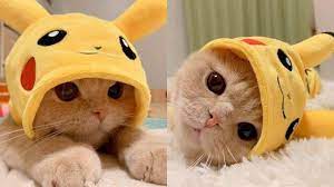 Ifunny is fun of your life. Tik Tok Cute Dogs And Cats Compilation Top 100 Funniest Pets Video 2020 World Cat Comedy
