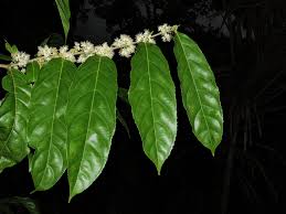 Image result for Casearia battiscombei