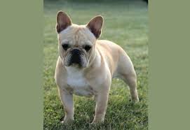 Responsible frenchie breeders will not breed their french bulldog any more than 3 times in a lifetime, and only once every 18 months at a minimum. Canadian Kennel Club Club Canin Canadien
