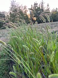 Image result for Setaria grandis