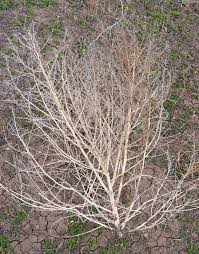 Refers to the tumbleweed featured in cowboy movies. It May Be High Noon For Tumbleweed Wyofile