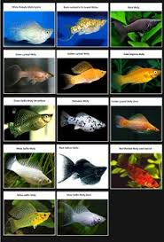 229 Best Freshwater Fish Images Freshwater Fish Fish