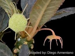 Image result for Dorstenia cuspidata
