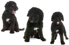 Spanish water dog puppies like all other puppies are incredibly cute and it is all too easy to spoil them when they first arrive in their new homes. Spanish Water Dog Description Energy Level Health Interesting Facts