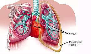 When it comes to monitoring your health, your heart and lungs are right at the top of the list of important organs you should focus on. Nivolumab Effective Treatment For Malignant Mesothelioma
