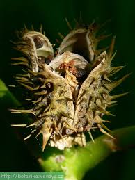 Image result for durman obecný plod