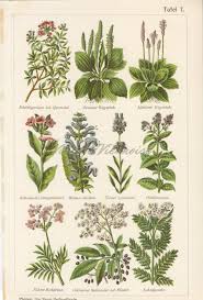 Vintage Botanical Print Officinal Herbs Healing Plants Medicinal Plant Art Pharmacology Herbalism Herbal Medicine Set Of Prints 1907 Medicinal Plants Vintage Botanical Prints Herbs Illustration