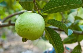 Image result for Guava