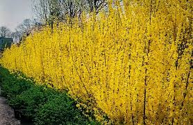Buy Forsythia Online The Tree Center