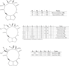 Image result for Hilsenbergia petiolaris