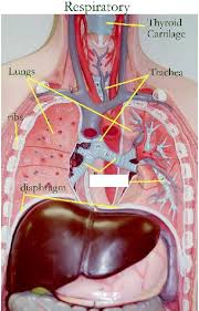 Examining the human torso model. Diagram Of Human Body Organs Front And Back Wallpaper Page Of 1 Images Free Download