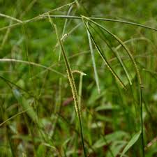 Image result for Paspalum conjugatum