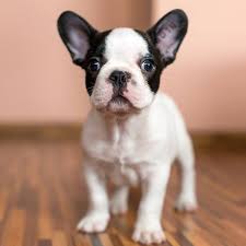 Black And White English Bulldog Puppy Black And White French Bulldog Puppy All Puppies Pictures And Wallpapers White French Bulldog Puppies Cute French Bulldog French Bulldog Puppy