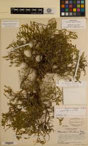 Image result for Menodora heterophylla