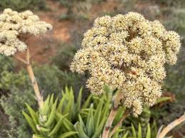 Image result for Crassula perfoliata
