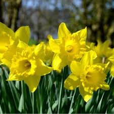 Narcissus Carlton Cupped Daffodil Bulbs Box Of 30 Bulbs Brookside Nursery