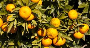 Only prune your mandarin to remove dead or diseased limbs. Mandarin Growing Guide Tui Prepare Plant Nourish