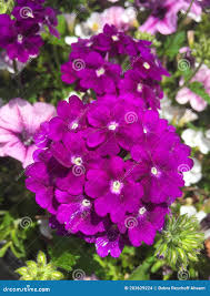 Image result for Verbena aristigera