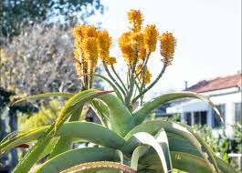 Image result for Aloe buchananii