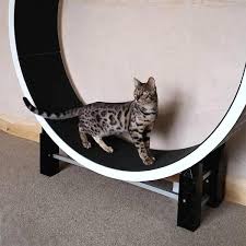 Exercise wheels are becoming a popular way to keep cats active. Ziggydoo