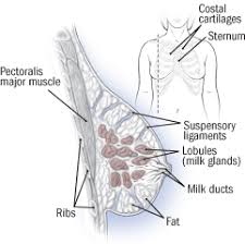The pectoralis major is one of the muscles in the pectoral region of the thorax. Breast Pain Not Just A Premenopausal Complaint Harvard Health