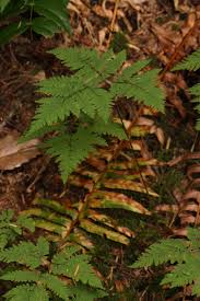 Image result for Dryopteris kilemensis